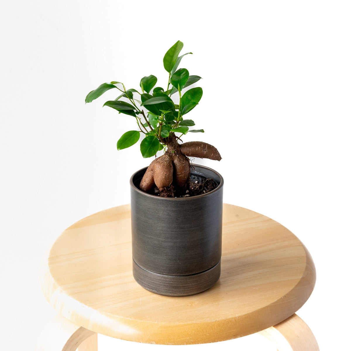 ガジュマルS / Ficus malacocarpa