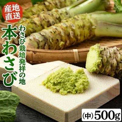 わさび栽培発祥の地「有東木」の本わさび　中サイズ500gセット（1本40g～60g）