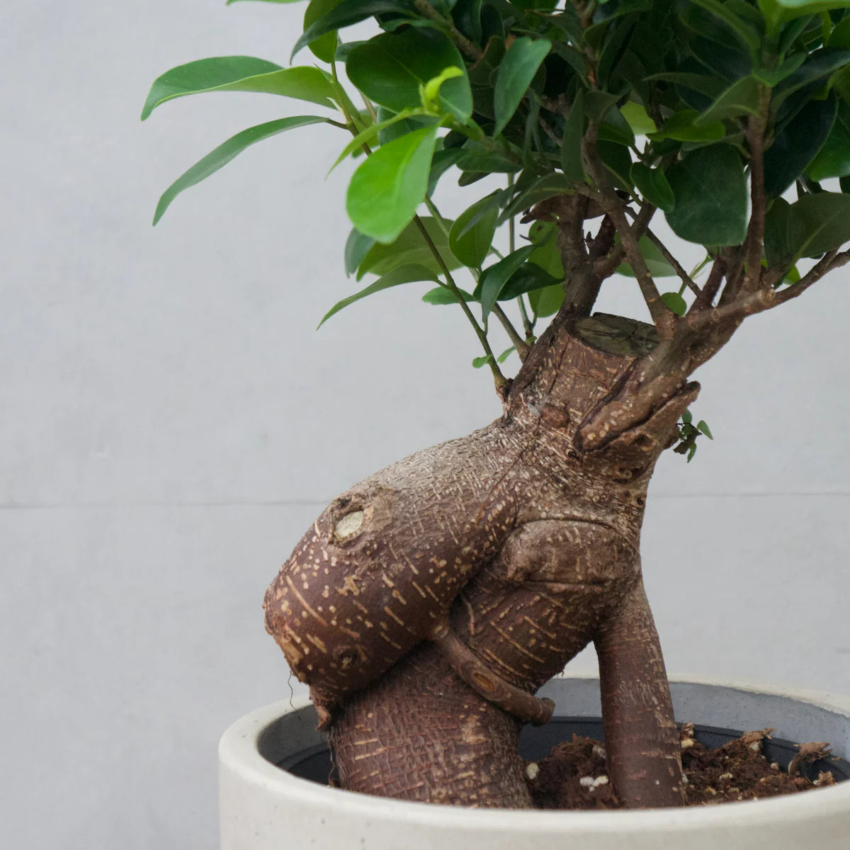 ガジュマルM / Ficus malacocarpa