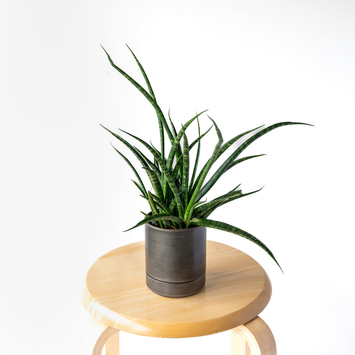 サンスベリア・ファーンウッド / Sansevieria Fernwood