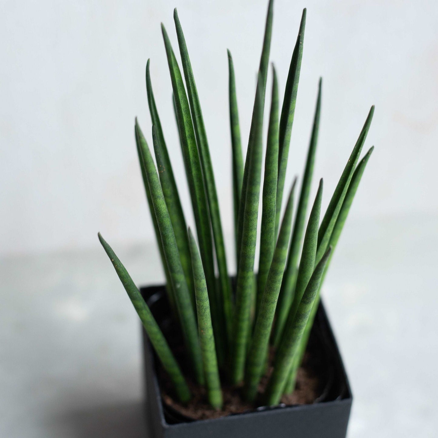 サンスベリア・バキュラリス / Sansevieria bacularis