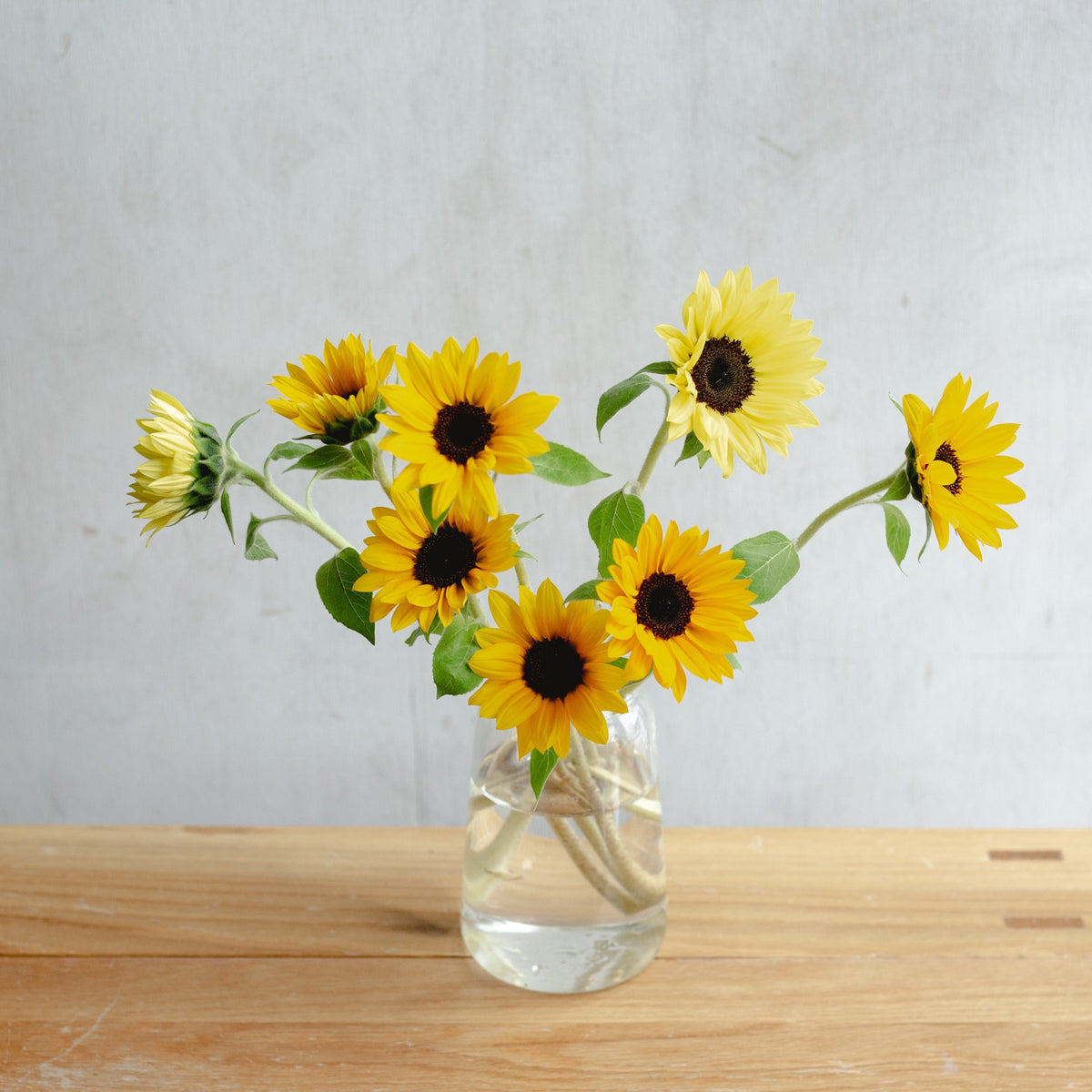 Seasonal Coloring ~Sunflower 8 pieces~